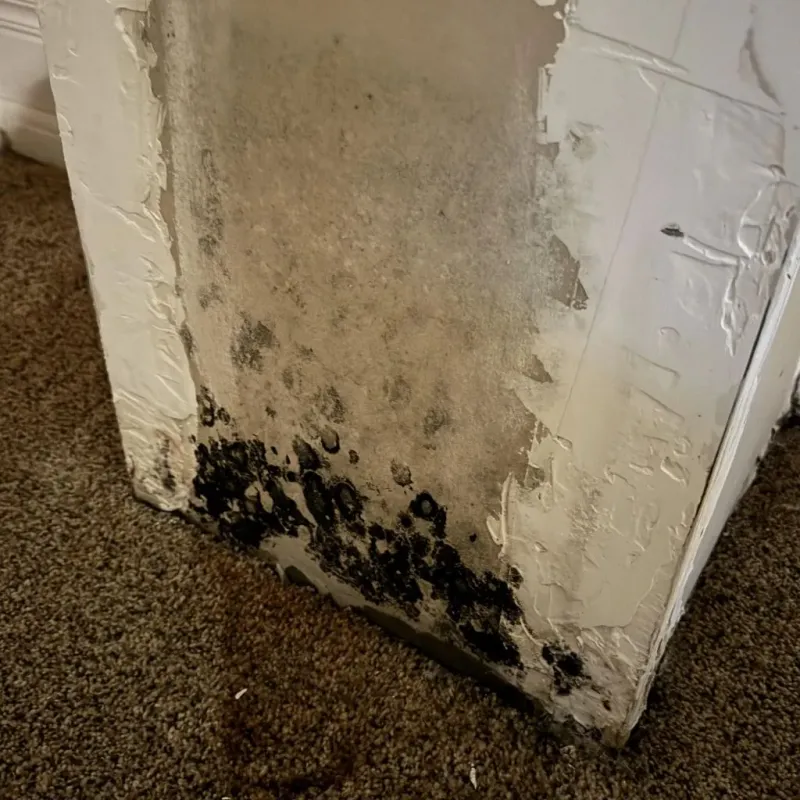 Professional Mold Removal in Princeton, NC
